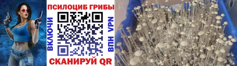 Галлюциногенные грибы Psilocybe  Питкяранта 